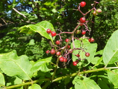 Sambucus racemosa racemosa