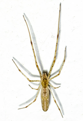 Tetragnatha versicolor