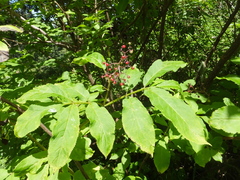 Sambucus racemosa racemosa