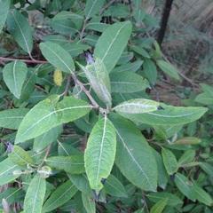 Salix paradoxa