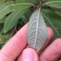 Salix paradoxa