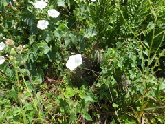 Calystegia occidentalis occidentalis