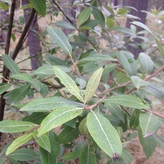 Salix paradoxa