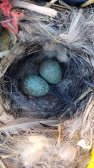Grey-Hooded Sierra Finch photo 3
