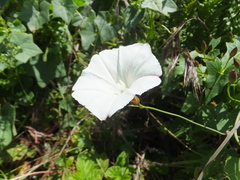 Calystegia occidentalis occidentalis