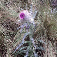 Cirsium nivale