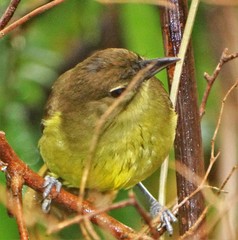 Chlorocichla flaviventris flaviventris