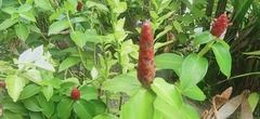 Costus spicatus