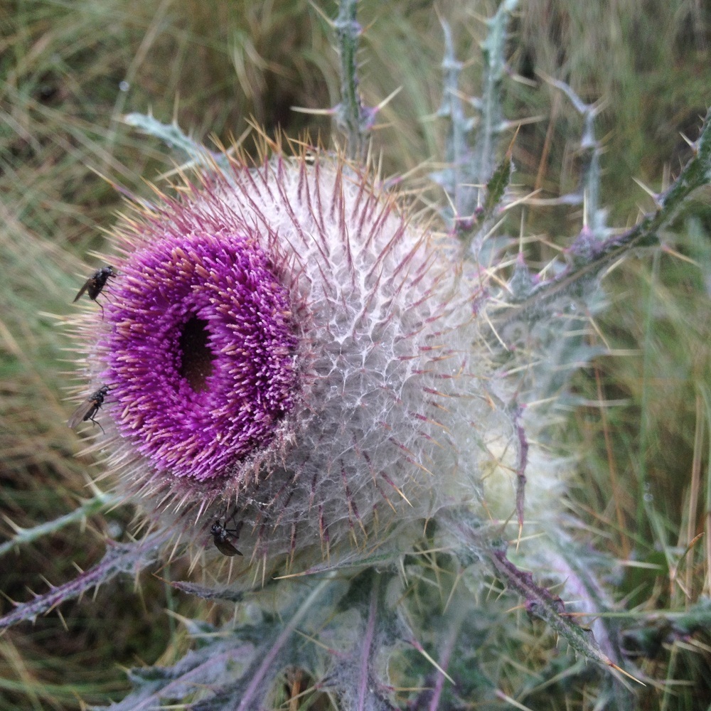 Cirsium nivale