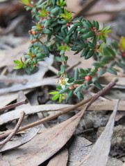 Micrantheum ericoides