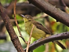 Chlorocichla flaviventris flaviventris