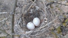 Stigmatura budytoides