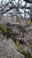 Stigmatura budytoides