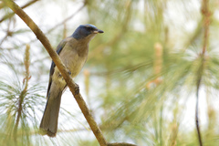 Aphelocoma ultramarina