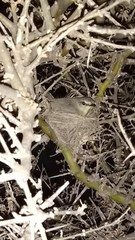 Stigmatura budytoides