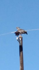 Buteogallus coronatus