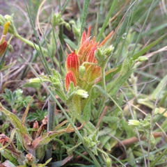 Castilleja moranensis