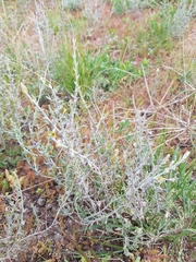 Teucrium racemosum