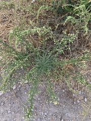 Erigeron canadensis