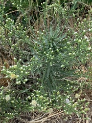 Erigeron canadensis