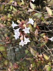 Abelia × grandiflora
