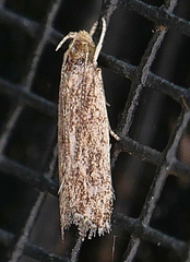 Helcystogramma chambersella