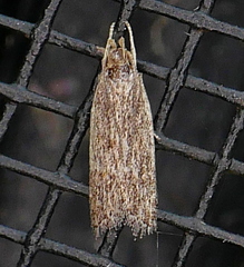 Helcystogramma chambersella