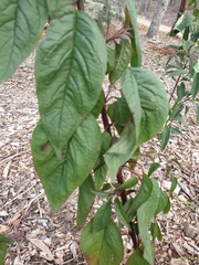 Deeringia amaranthoides