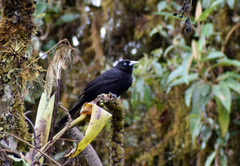 Cacicus chrysonotus
