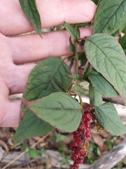 Deeringia amaranthoides