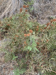 Glycyrrhiza lepidota