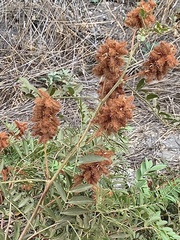 Glycyrrhiza lepidota