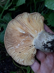 Lactarius flexuosus