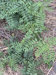Glycyrrhiza lepidota