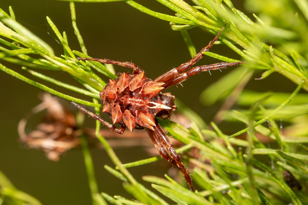 Acanthepeira venusta