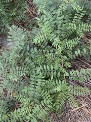 Glycyrrhiza lepidota