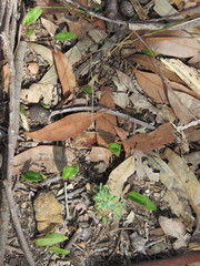 Cryptostylis