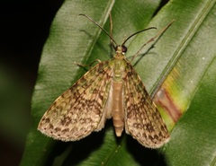 Sauris purpurotincta
