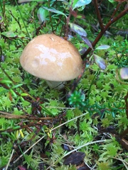 Leccinum alaskanum