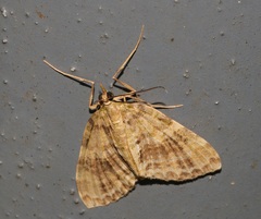 Sauris purpurotincta