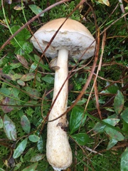 Leccinum alaskanum