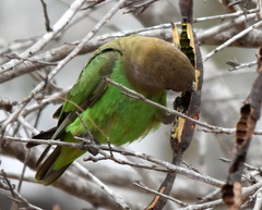 Poicephalus cryptoxanthus cryptoxanthus