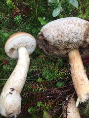 Leccinum alaskanum