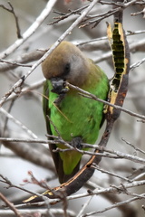 Poicephalus cryptoxanthus cryptoxanthus