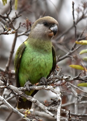 Poicephalus cryptoxanthus cryptoxanthus
