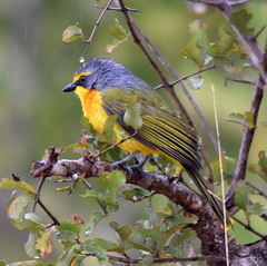 Telophorus sulfureopectus similis