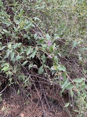 Lycium barbarum