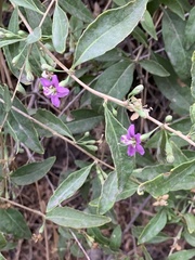 Lycium barbarum