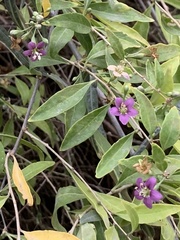 Lycium barbarum