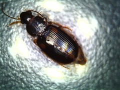 Carabidae